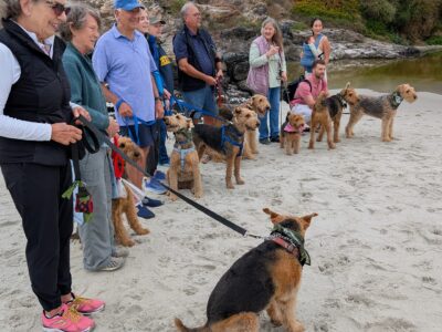2025 Airedale Walk Carmel